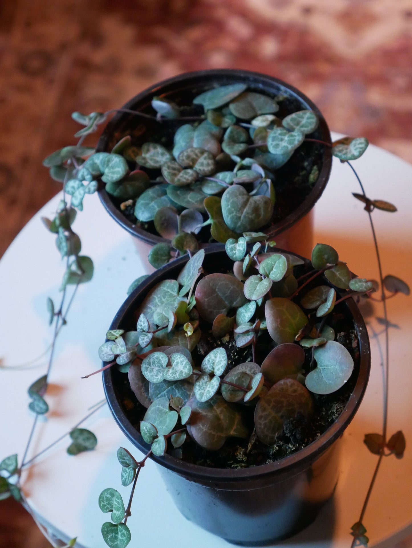 Live String of Hearts Succulent