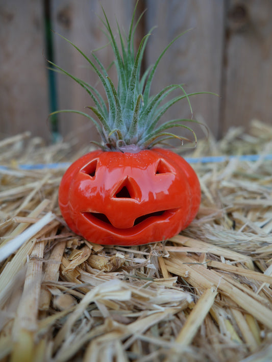 Live Halloween Air Plant