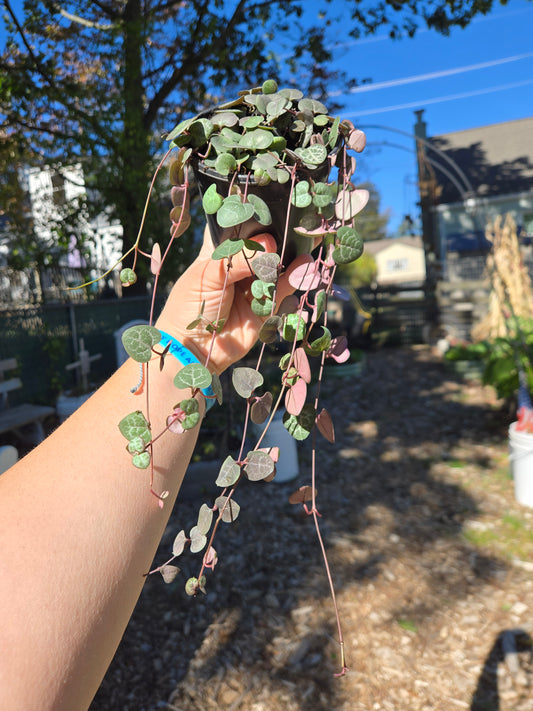 Live String of Hearts