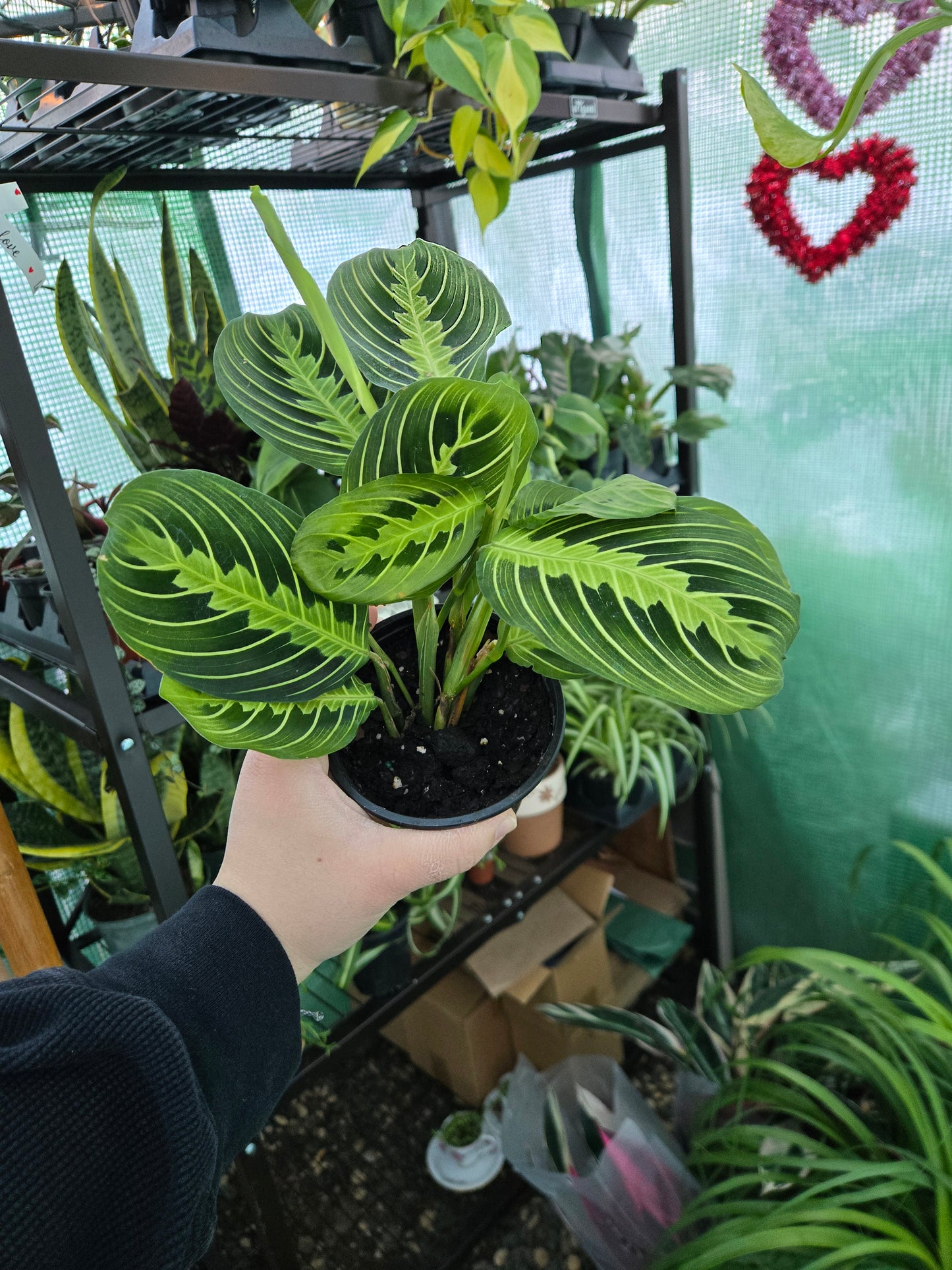 Live Lemon Lime Maranta