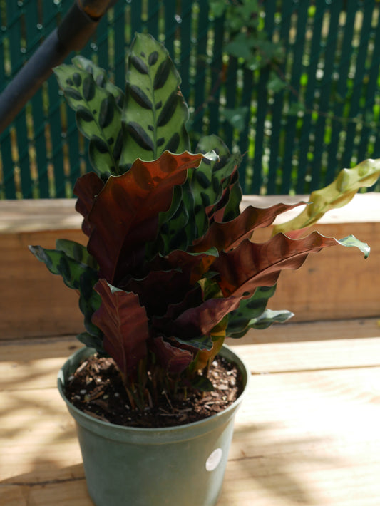 Live Rattlesnake Plant