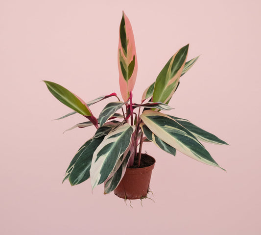 Live Stromanthe Triostar