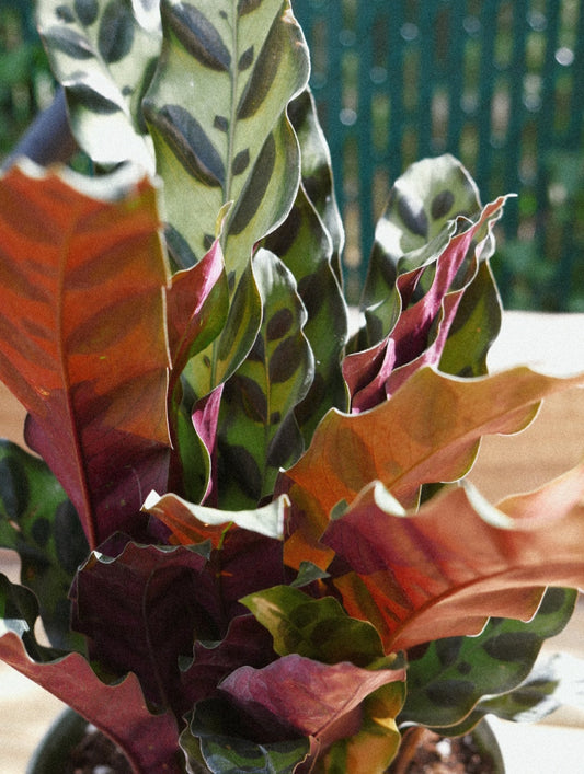 Live Rattlesnake Plant