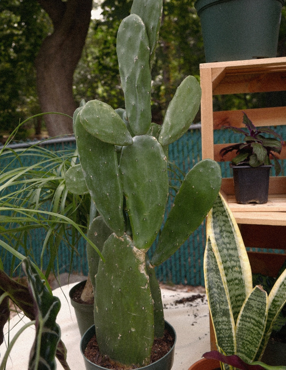 Live Italian Cactus