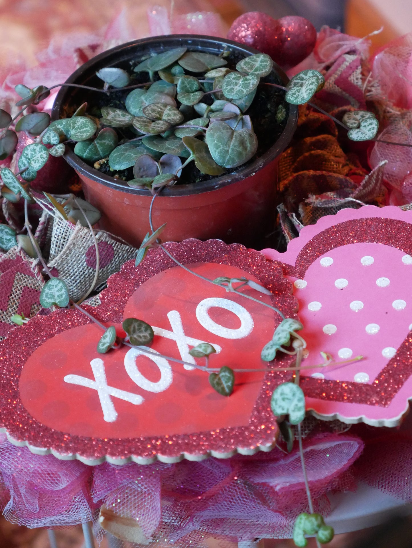 Live String of Hearts Succulent