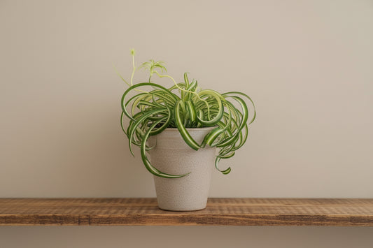 Live Curly Spider Plant