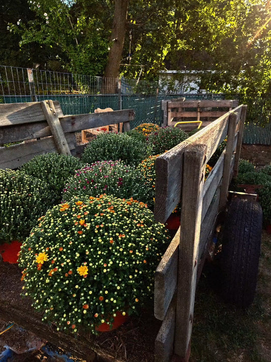 Live 8" Fall Mums