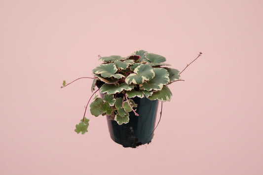 Live Strawberry Begonia