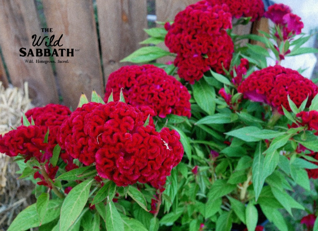 Live Halloween Twisted Brain Celosia
