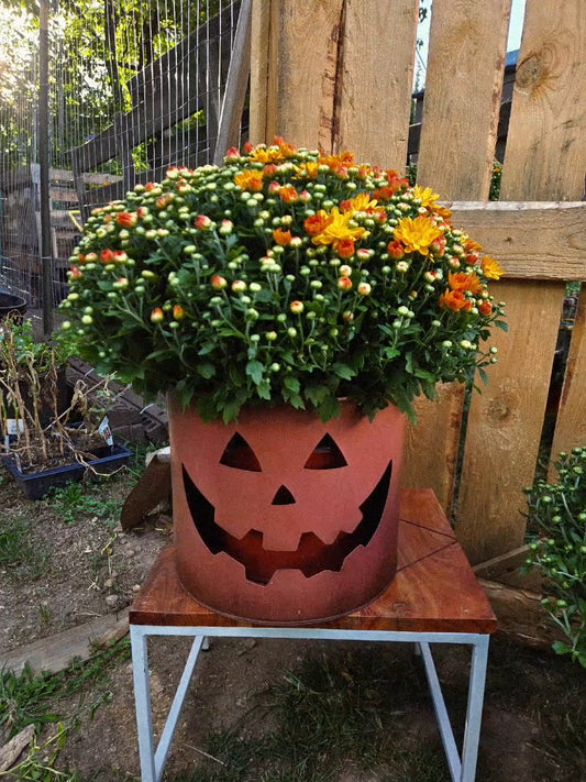 Live 8" Fall Mums