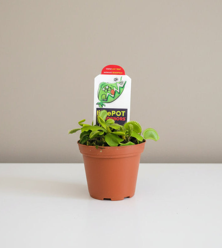 Live 3" Venus Fly Trap