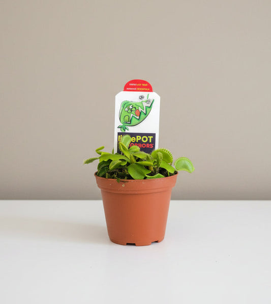 Live 3" Venus Fly Trap