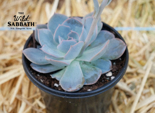 Live Ghost Echeveria