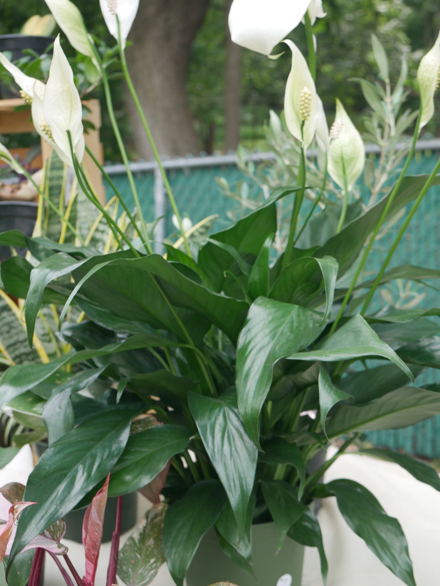 Live Peace Lily