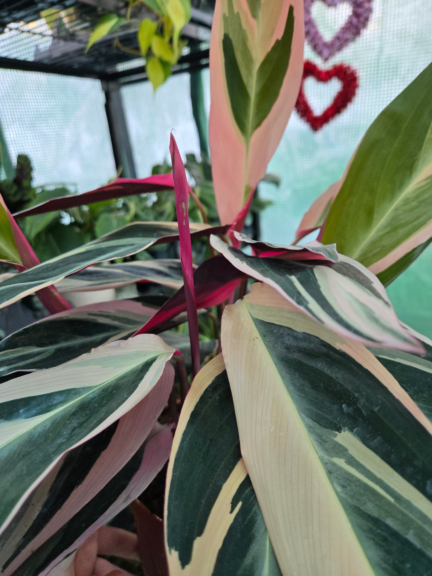 Live Stromanthe Triostar