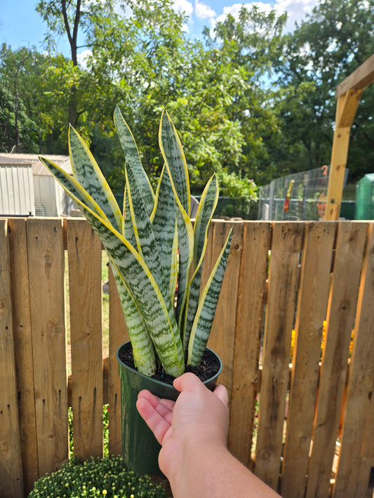 Live Snake Plant