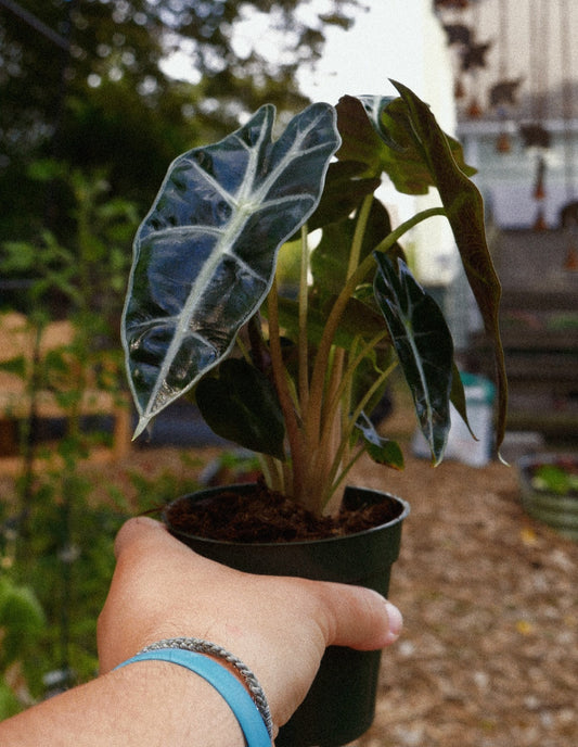 Live Alocasia Amazonica Polly