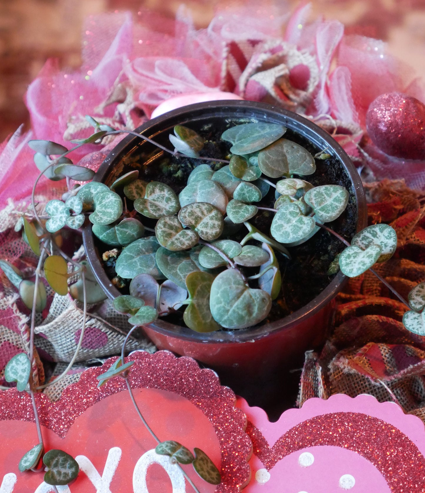 Live String of Hearts Succulent