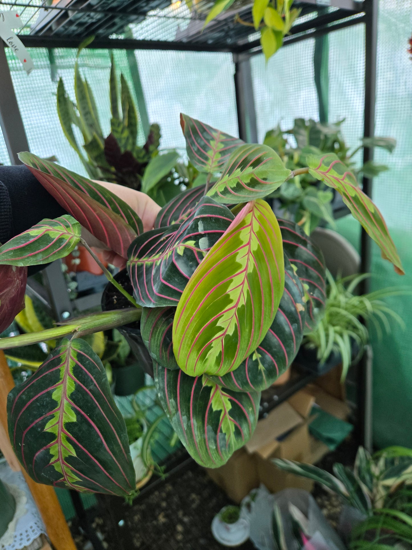 Live Prayer Plant