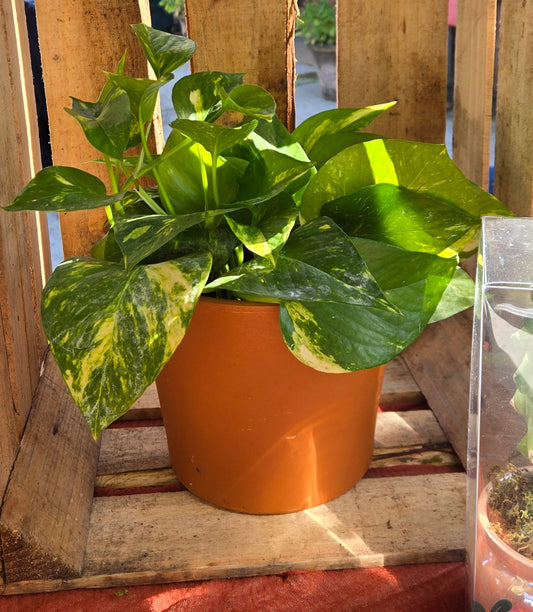 Live Tabletop Pothos