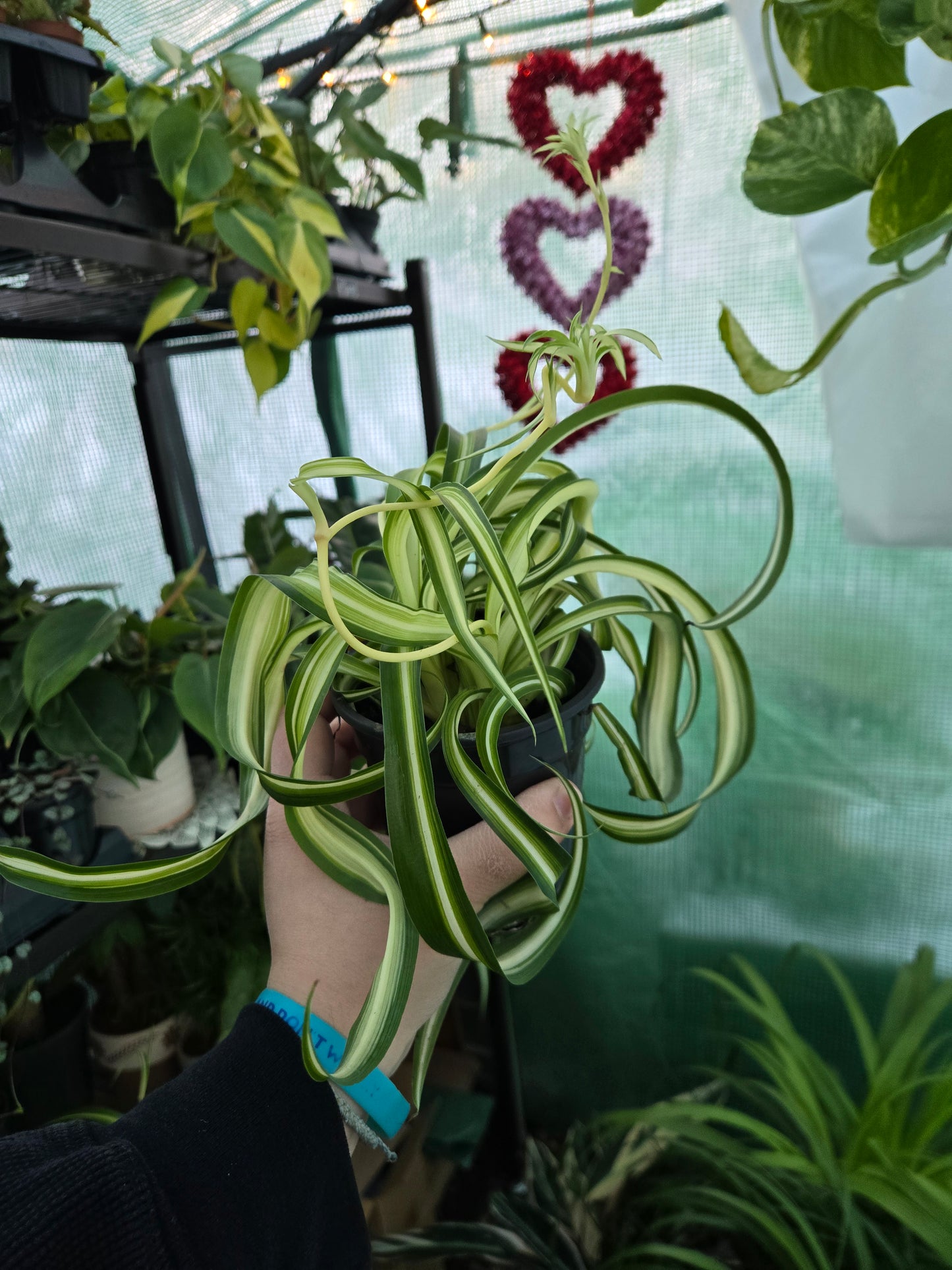 Live Curly Spider Plant