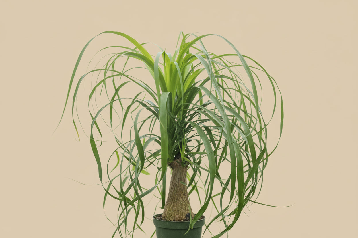 Live Ponytail Palm