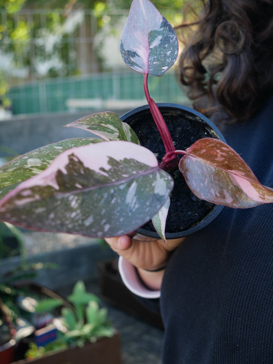 Live Rare Galaxy Pink Princess Philodendron