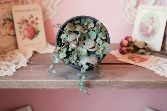 Live String of Hearts Succulent