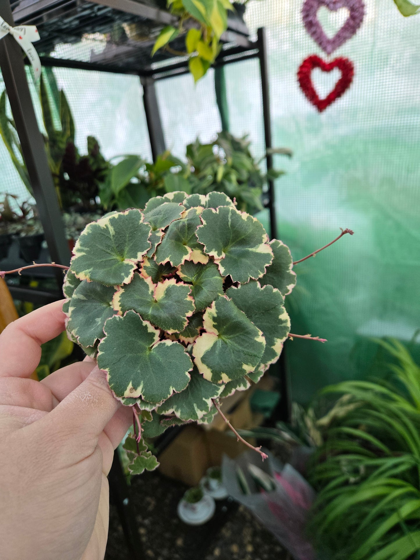 Live Strawberry Begonia