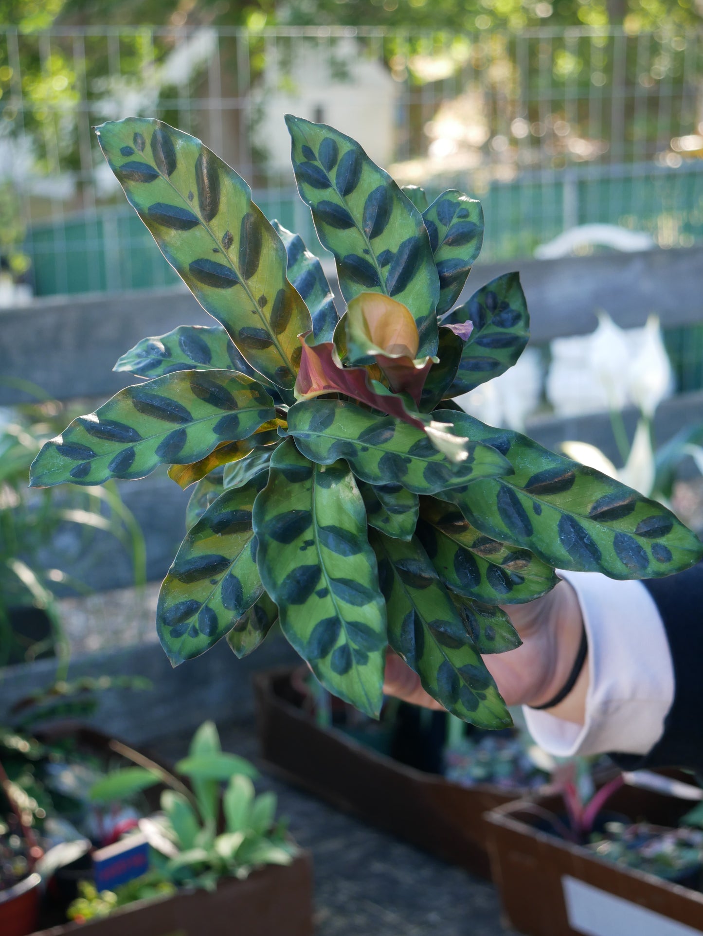 Live Rattlesnake Plant