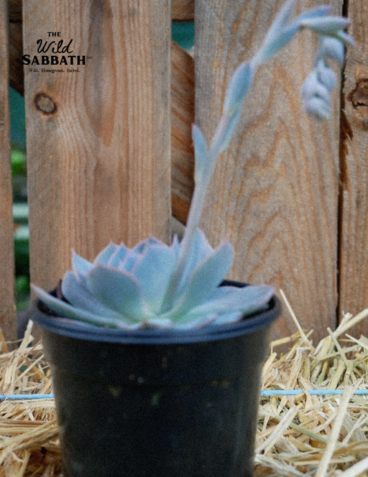 Live Ghost Echeveria