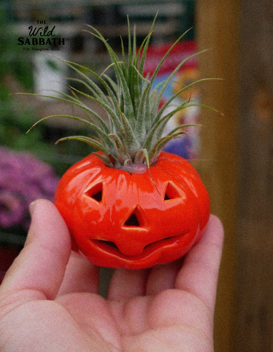 Live Halloween Air Plant