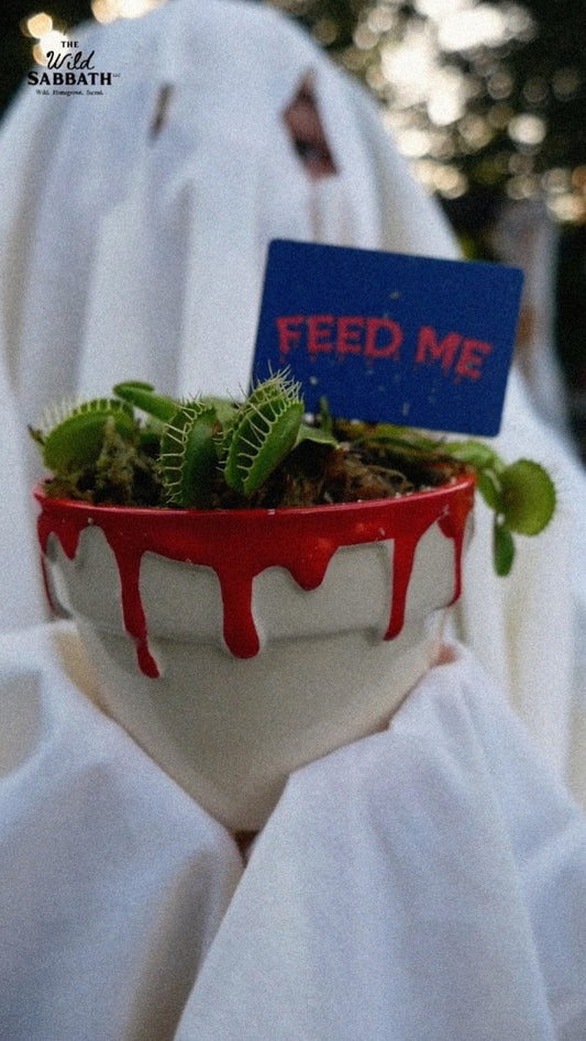 Live Halloween Venus Fly Trap