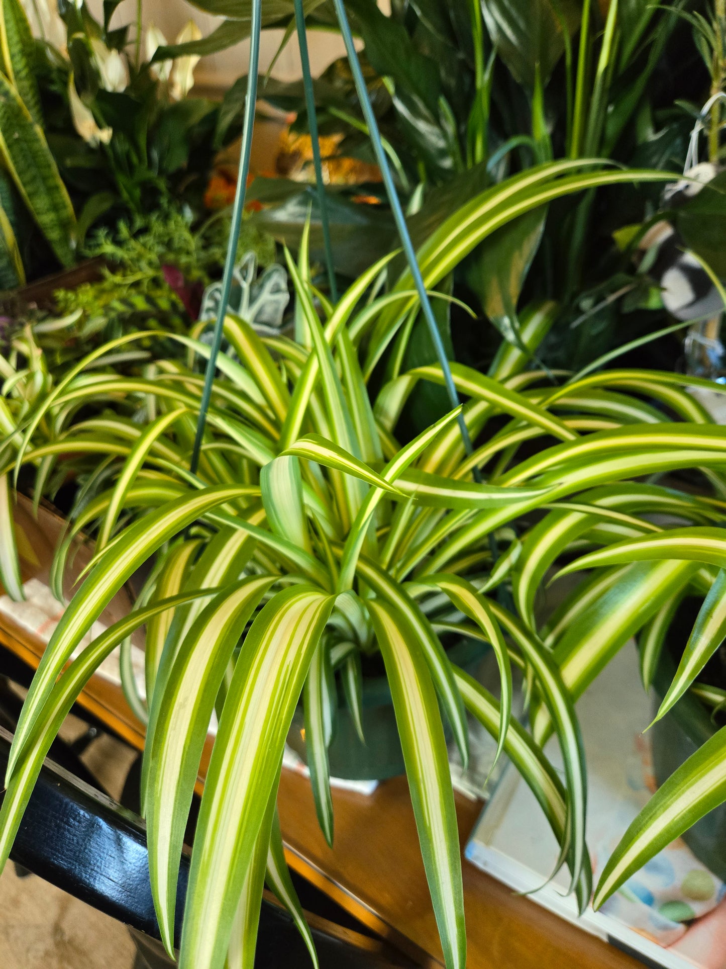 Live Spider Plant